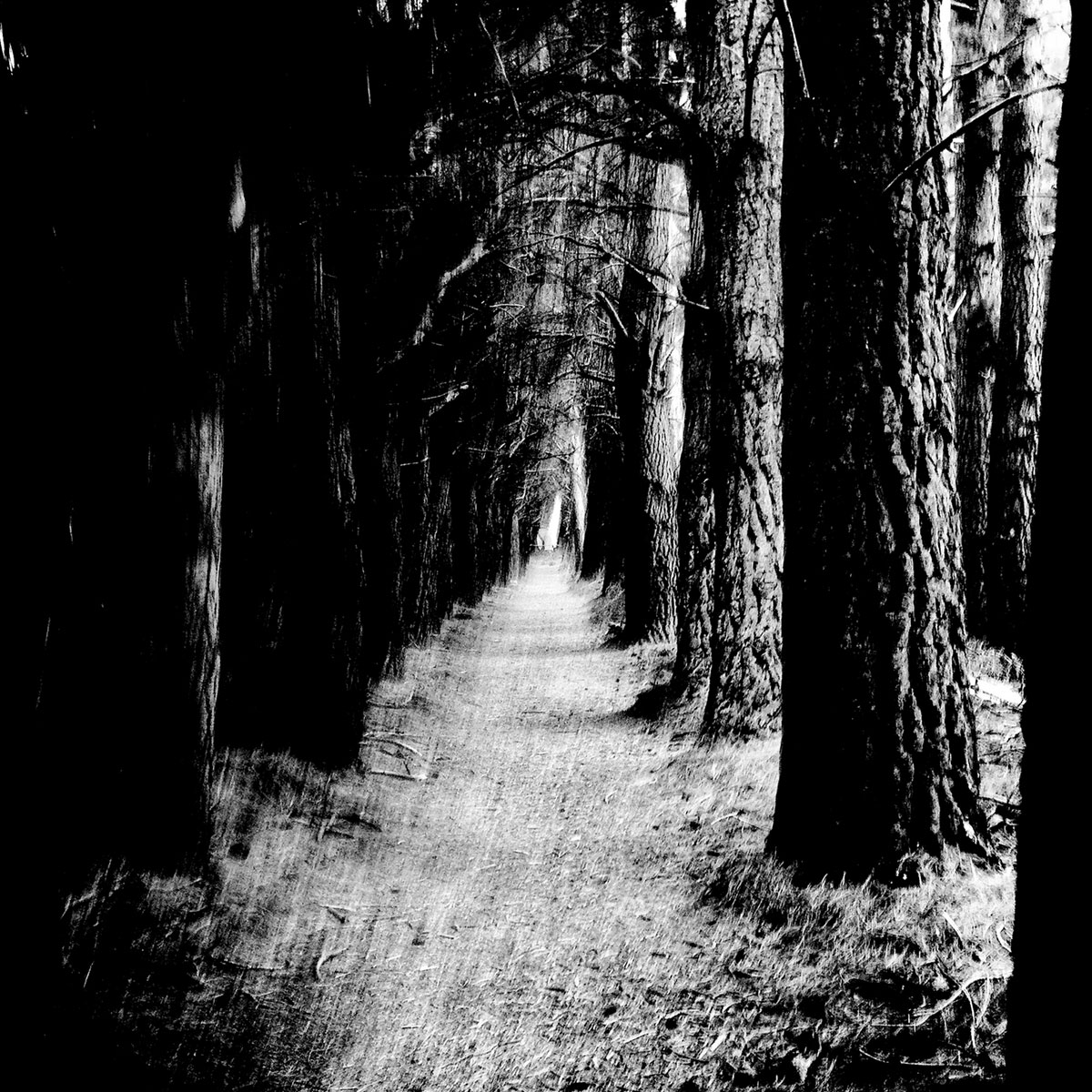 (image for) Stray Theories - Falter